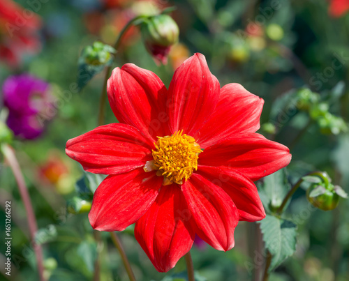 Beautiful close-up of a red dahlia flower