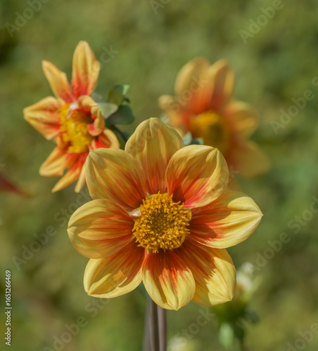 Beautiful close-up of a bicolor dahlia