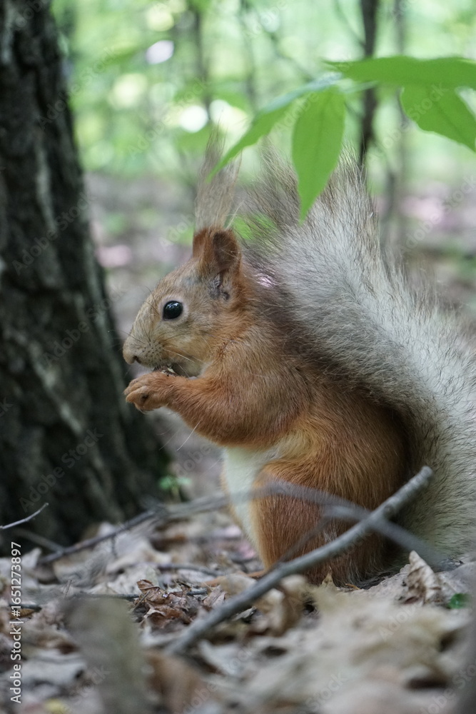 Obraz premium squirrel in the park