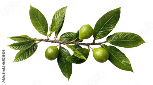 Wallpaper Mural Fresh green olives on a branch with lush leaves, showcasing nature's vibrant palette. Torontodigital.ca