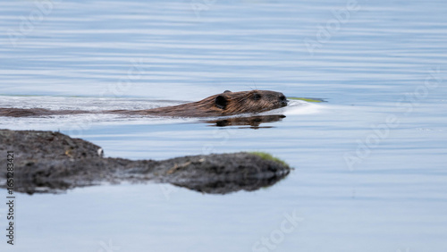 Beaver running in water