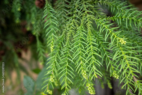緑色の植物