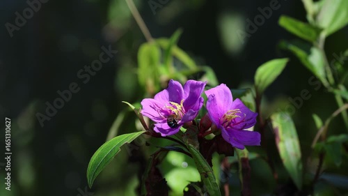 Forest Amegilla bees collecting nectar on vibrant flower in stunning 4K video.