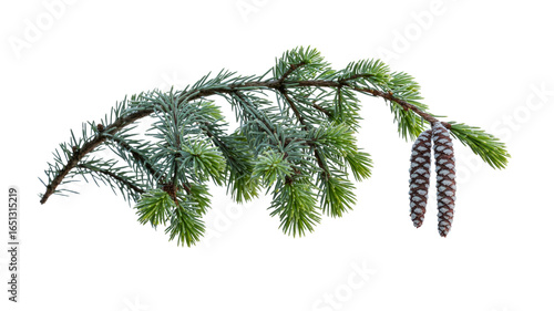 Isolated Branch of Siberian Fir with Immature Cones against Transparent Background