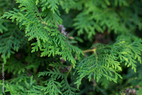 Green bush of Shatavari (Asparagus Racemosus Willd) in the backyard garden