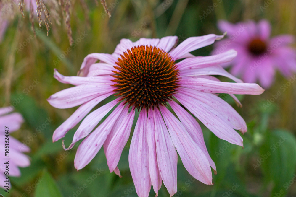 Fototapeta premium Four monarch butterflies (Danaus plexippus) on a purple coneflower (Echinacea purpurea) in a zoo live butterfly exhibit.