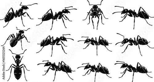 Detailed vector silhouettes of ants in multiple poses, entomology insect illustration for science, nature, wildlife education, design, and biological study