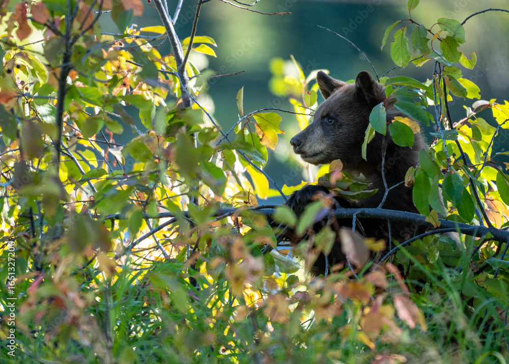 Fototapeta premium bear in the woods