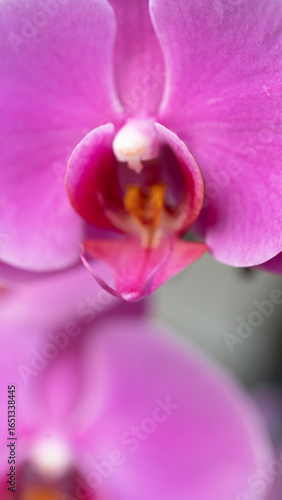 Delicate pink and white phalaenopsis orchids with fresh dewdrops. Perfect for wedding themes, floral branding, and nature photography portfolios.