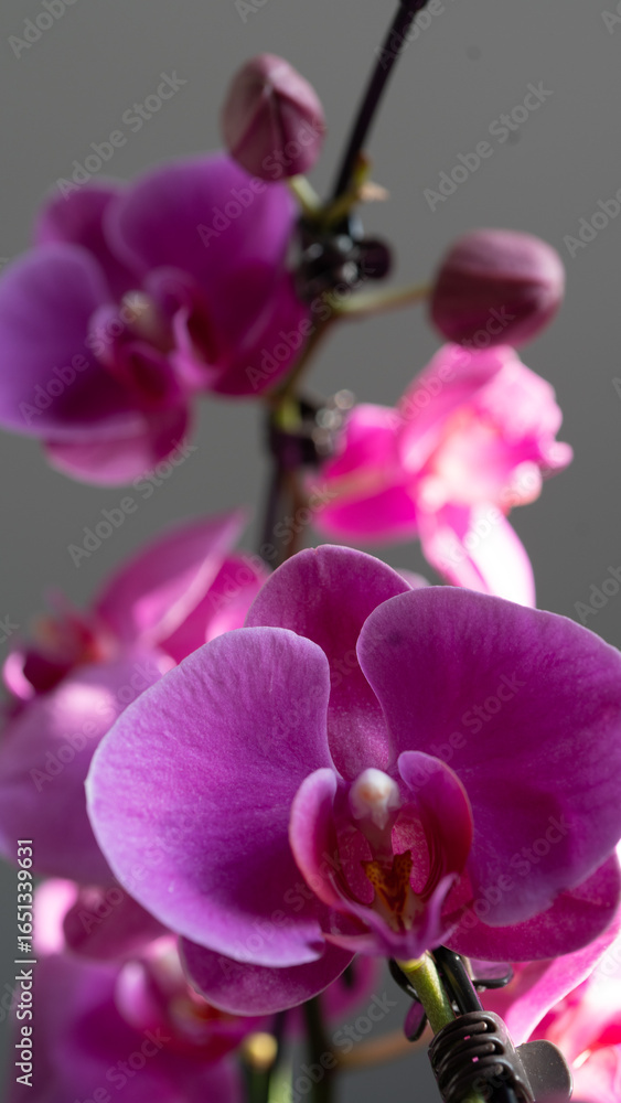 Obraz premium Delicate pink and white phalaenopsis orchids with fresh dewdrops. Perfect for wedding themes, floral branding, and nature photography portfolios.