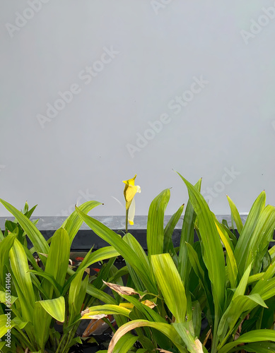 Yellow flower in lush green foliage