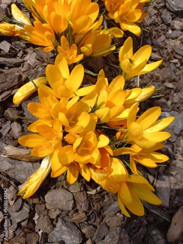 Gorgeous orange flowers bloom during spring. Yellow crocuses in the early spring. Spring flowers on a sunny day.