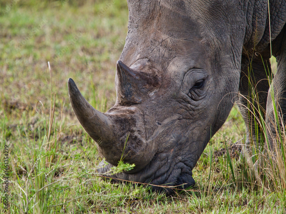 Obraz premium Close-up of rhino horn and face