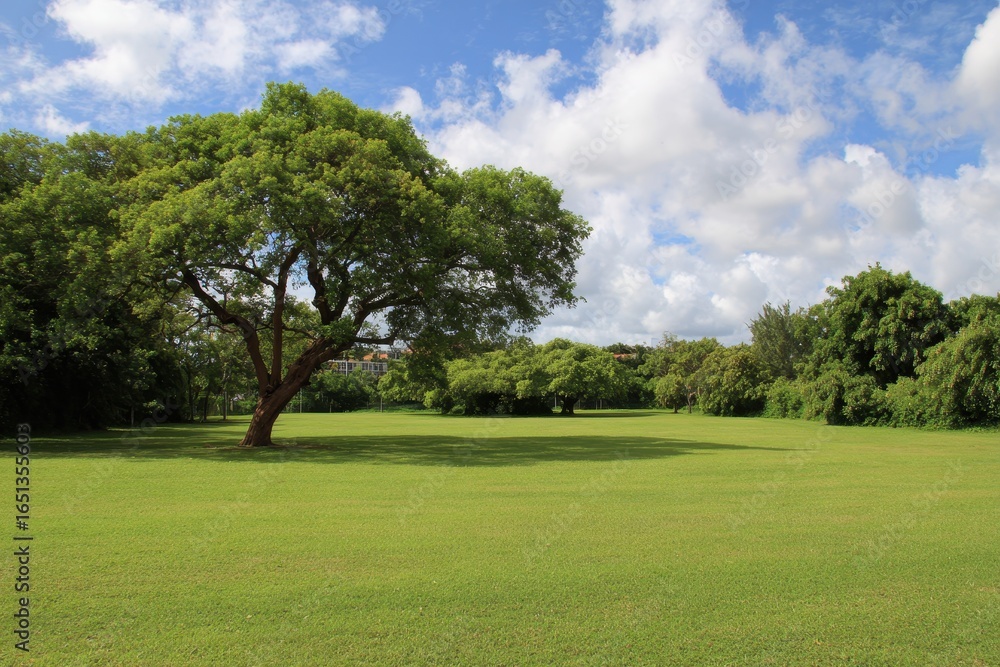 Lush Grassy Park: A Serene Landscape with Vibrant Green Lawns and Majestic Trees Under a Clear Sky Lush Grassy Park: A Serene Landscape with Vibrant Green Lawns and Majestic Trees Under a Clear Sky