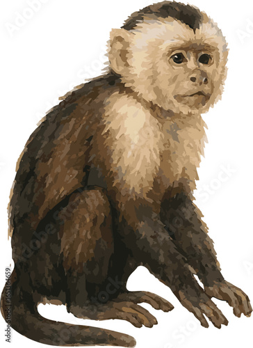 Vector realistic watercolor illustration of a capuchin monkey