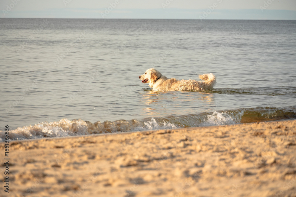 Labrador retriever swimming in the sea at the beach in summer Labrador retriever swimming in the sea at the beach in summer