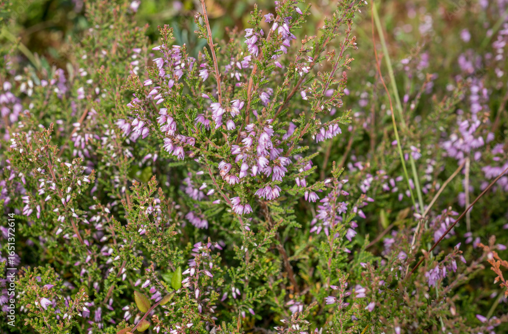 Obraz premium Heather flowers in full bloom with vibrant pink blossoms in nature