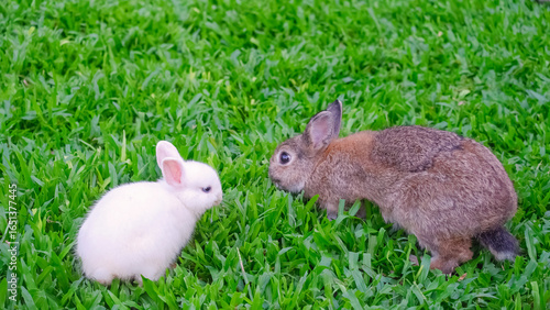 Tableau sur toile Young brown rabbit and little white Jersey Wooly baby rabbit on green lawn in a