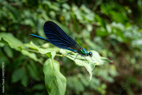 Libellule