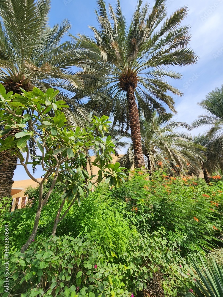 Obraz premium Step into the tranquility of a modern Arabian night with this stunning collection of park images. Each photo captures the serene and almost magical ambience of an urban oasis after dark.