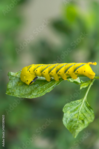 Foto Oruga de Acherontia atropos