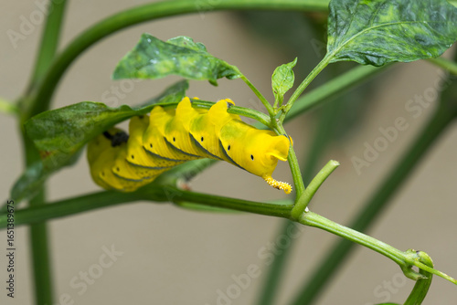 Oruga de Acherontia atropos en una planta