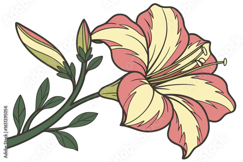 Pink and Yellow Lily Flower Illustration bloom floral