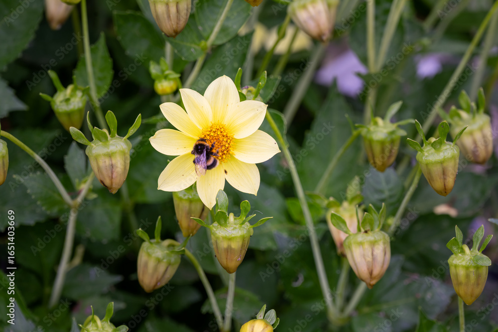Fototapeta premium White tail bumble bee on a yellow dahlia in summer, close up