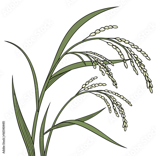 Illustration of rice plants with grains and leaves on a white background