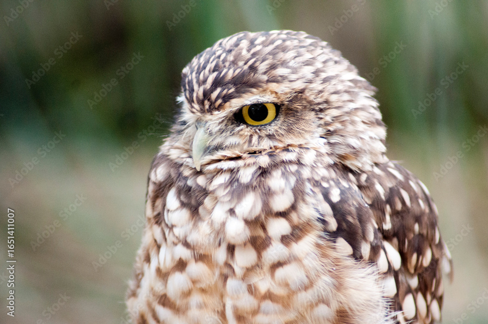 Obraz premium Little owl