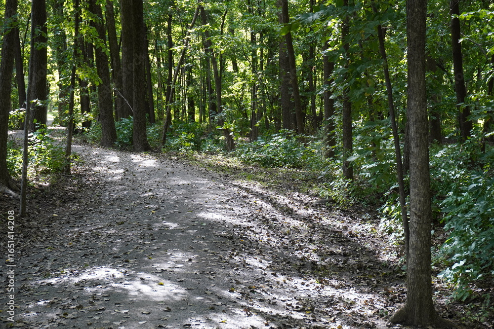 Fototapeta premium path in the forest on a sunny afternoon