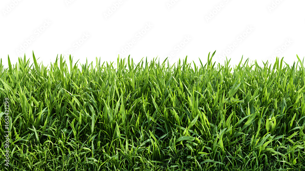 Obraz premium Vibrant green grass lawn texture, full-frame natural ground cover background.