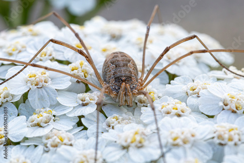 Daddy long legs  on a Flower