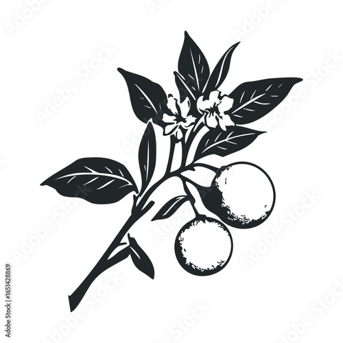 Black and white citrus branch with leaves and blossoms illustration