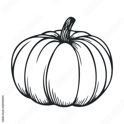 Black and white pumpkin drawing - detailed line art of autumn harvest squash