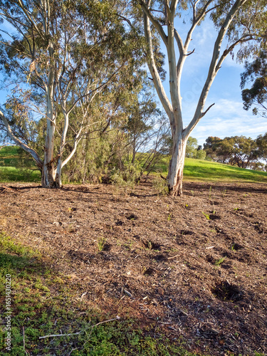 vibrant photos of Playford's landscape transformation. Showcase grant-funded revegetation, mass plantings, and biodiversity at Craigmore Park. Capture spring meadows, young forests
