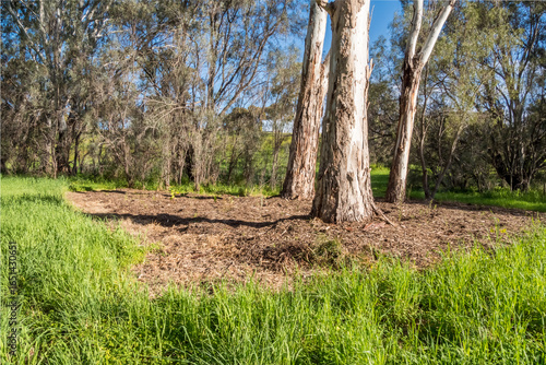 vibrant photos of Playford's landscape transformation. Showcase grant-funded revegetation, mass plantings, and biodiversity at Craigmore Park. Capture spring meadows, young forests