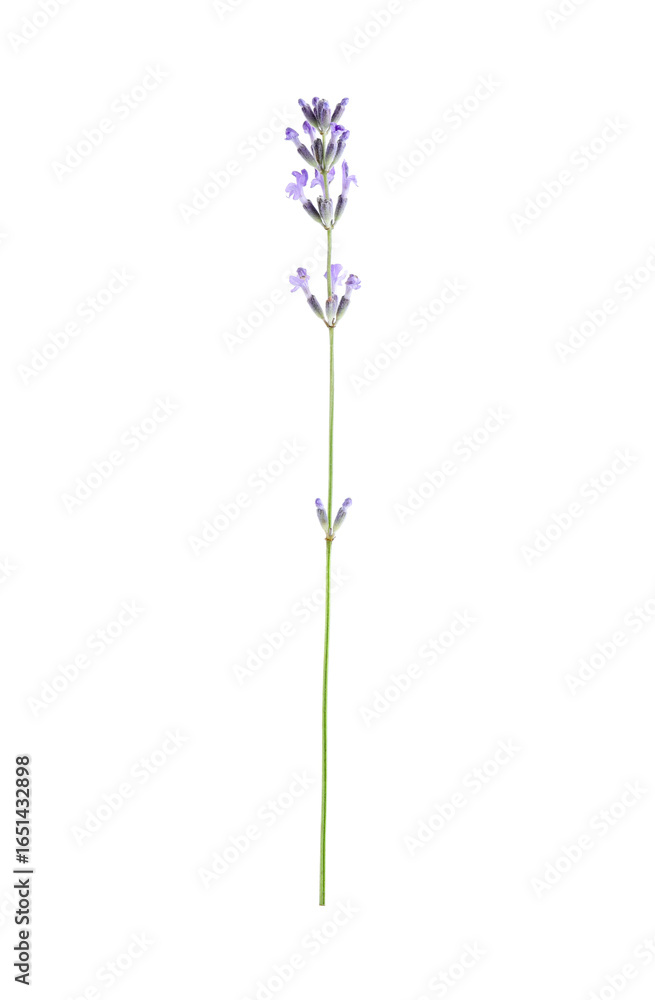 Fototapeta premium Beautiful lavender isolated on white. Fragrant flower