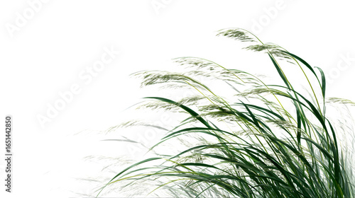 Delicate green grass blades sway gently in a soft breeze against a clean white background.