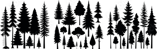 Silhouettes of evergreen trees in a forest setting