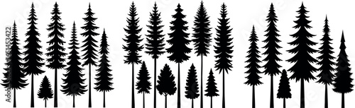 Silhouettes of evergreen trees in a forest setting