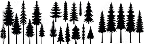 Silhouettes of evergreen trees in a forest setting