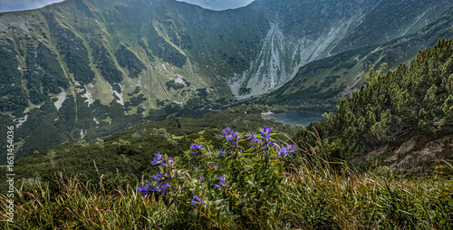 Purple wildflowers with alpine lake and rocky peaks in the Tatra Mountains, Poland.