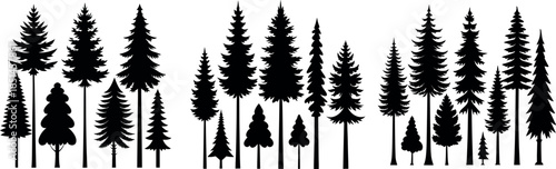Silhouettes of evergreen trees in a forest setting