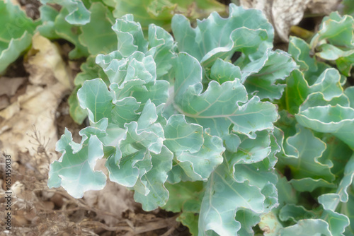 Wild Sea Kale Growing on Shingle Beach at Dungeness