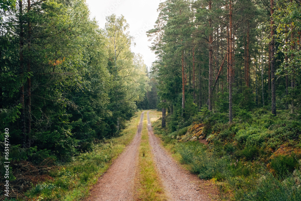 Obraz premium Swedish Wilderness Landscape – Untouched Nature and Forests