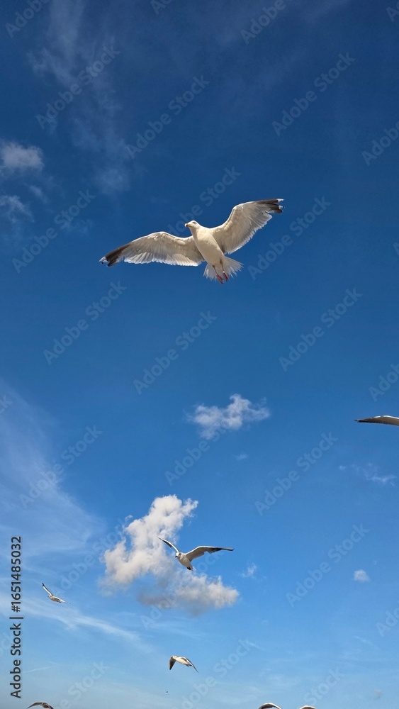 seagull in flight seagull in flight