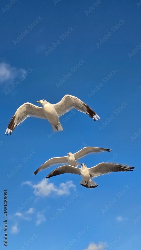 Fototapeta premium seagull in flight
