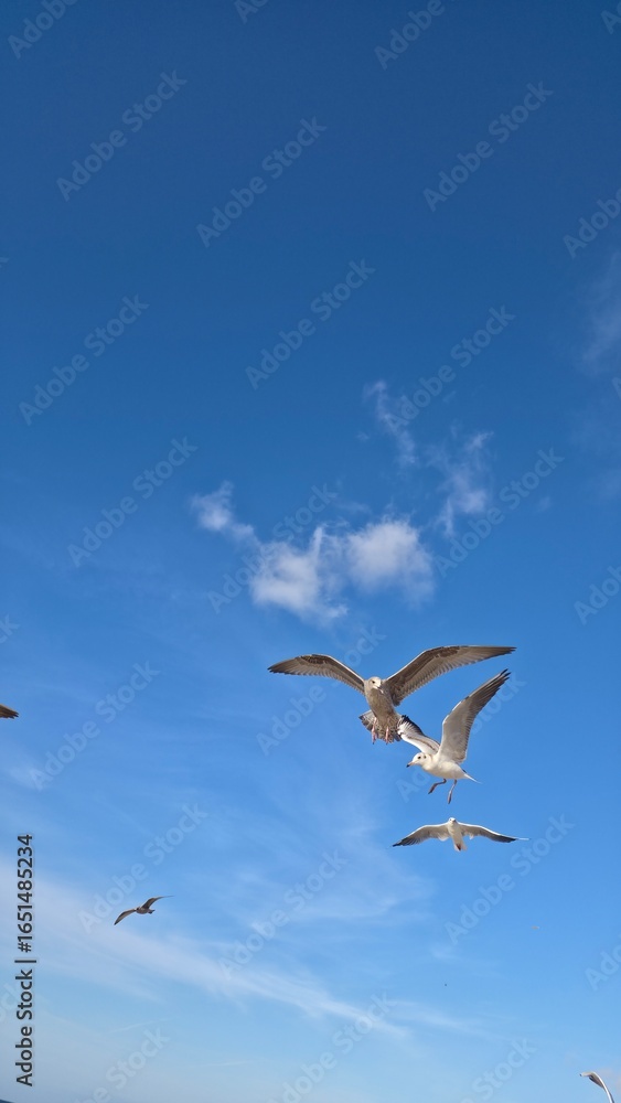 Obraz premium seagulls in flight