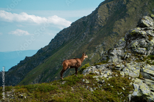 goat in High Tatra mountains
